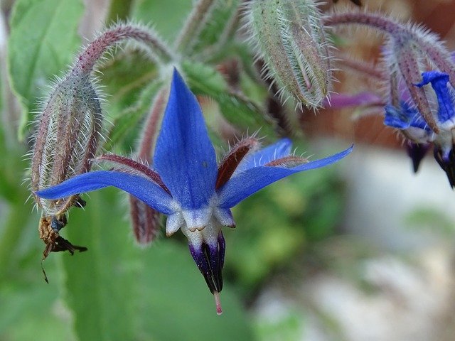 Free download Borage Officinalis Garden Flower -  free photo or picture to be edited with GIMP online image editor