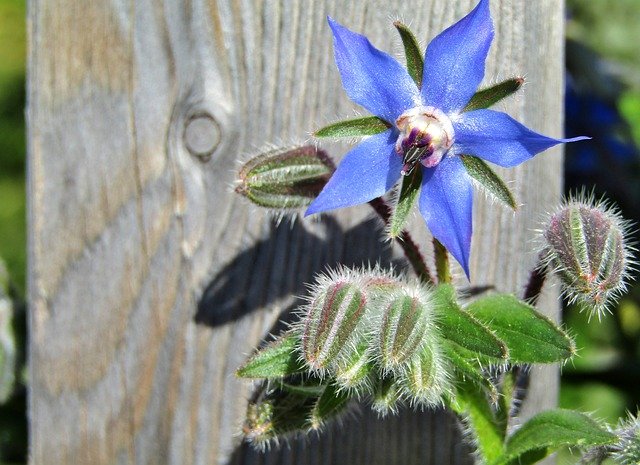 Template Photo Borage Star Flower Cucumber Herb -  for OffiDocs