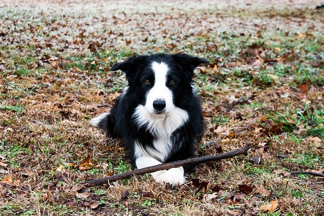 Gratis download Border Collie - gratis foto of afbeelding om te bewerken met GIMP online afbeeldingseditor