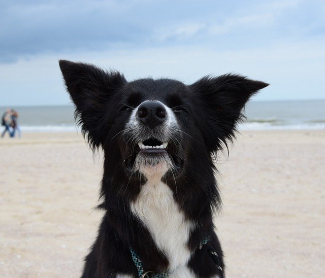 Free download Border Collie Black And White -  free photo or picture to be edited with GIMP online image editor