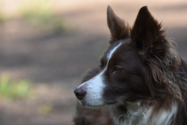 Free download border collie dog animal pet free picture to be edited with GIMP free online image editor