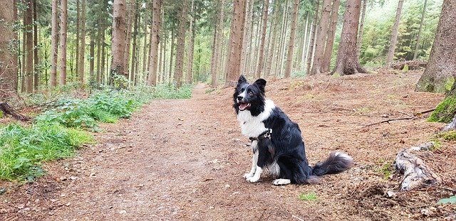 Unduh gratis Border Collie Dog Forest - foto atau gambar gratis untuk diedit dengan editor gambar online GIMP