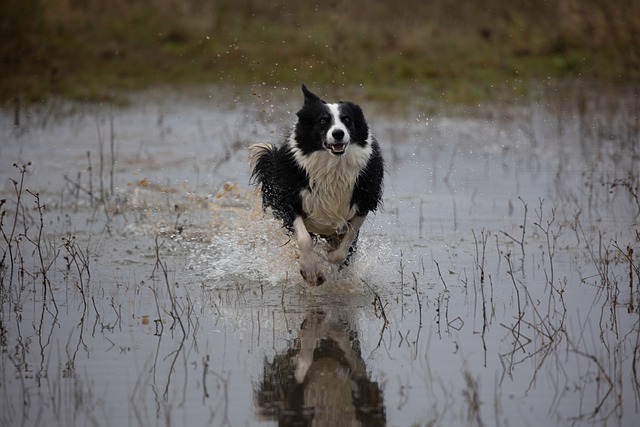 Free download border collie dog marsh running free picture to be edited with GIMP free online image editor