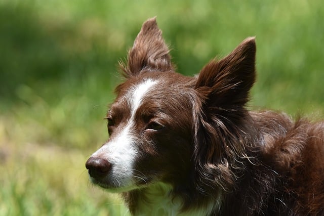 Free download border collie dog pet animal free picture to be edited with GIMP free online image editor
