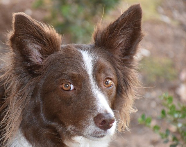 Free download border collie dog pet animal head free picture to be edited with GIMP free online image editor