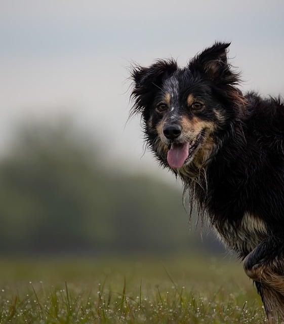Free download border collie dog pet canine free picture to be edited with GIMP free online image editor