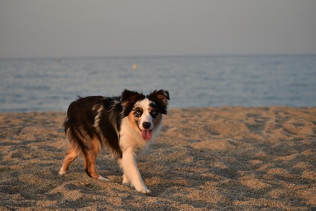 Free download border collie dog pet canine puppy free picture to be edited with GIMP free online image editor