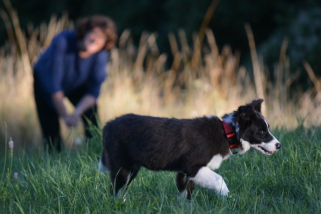 تنزيل مجاني Border Collie Dog Puppy - صورة مجانية أو صورة ليتم تحريرها باستخدام محرر الصور عبر الإنترنت GIMP