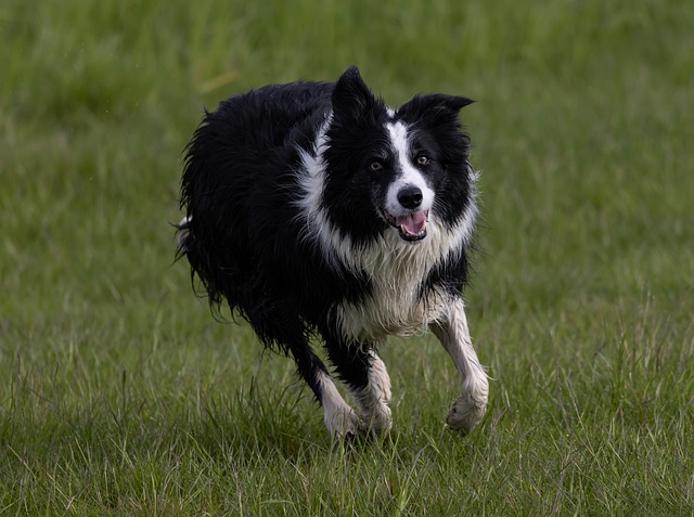 Free graphic border collie dog running field to be edited by GIMP free image editor by OffiDocs