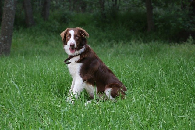 Free download Border Collie Puppy -  free photo or picture to be edited with GIMP online image editor
