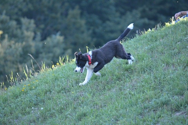 Free download Border Collie Puppy Dog -  free photo or picture to be edited with GIMP online image editor