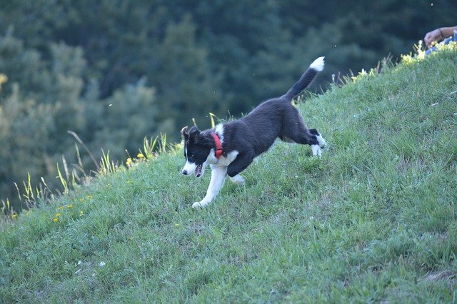 دانلود رایگان Border Collie Puppy Dog - عکس یا تصویر رایگان قابل ویرایش با ویرایشگر تصویر آنلاین GIMP