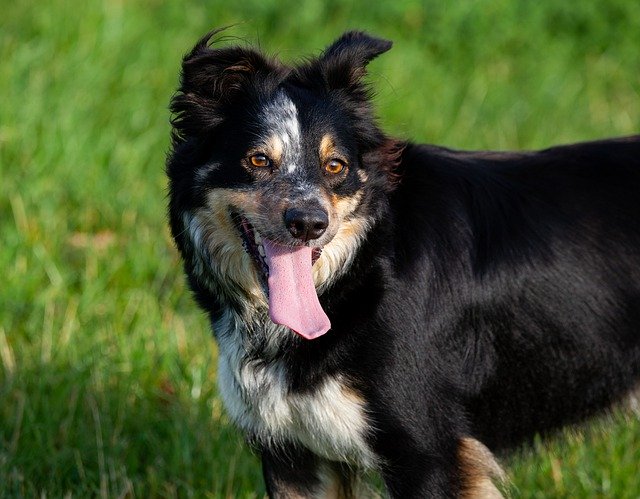 הורדה חינם Border Collie Tri Color - תמונה או תמונה בחינם לעריכה עם עורך התמונות המקוון GIMP