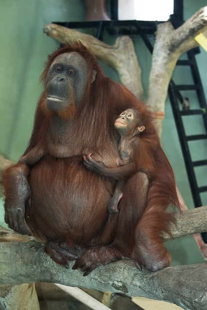 Scarica gratuitamente l'immagine gratuita della natura animale degli oranghi del Borneo da modificare con l'editor di immagini online gratuito GIMP