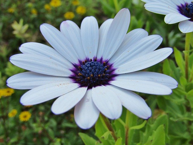 Free download Bornholm Marguerite Cape Basket -  free photo or picture to be edited with GIMP online image editor