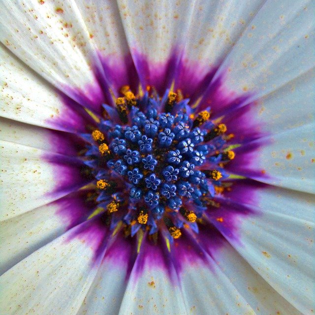 Descarga gratuita Bornholm Marguerite Pistil Pollen - foto o imagen gratuita para editar con el editor de imágenes en línea GIMP