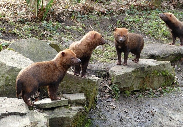 Free download Boshond Dog South America -  free photo or picture to be edited with GIMP online image editor