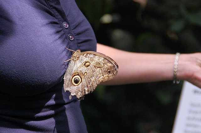 Téléchargement gratuit Bosom Breast Butterfly - photo ou image gratuite à éditer avec l'éditeur d'images en ligne GIMP