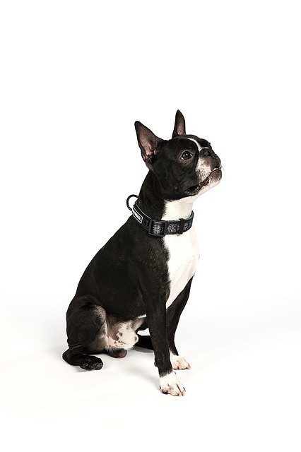 Free download Boston Terrier Dog -  free photo or picture to be edited with GIMP online image editor