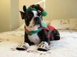 Free download Boston Terrier X-mas Elf free photo or picture to be edited with GIMP online image editor