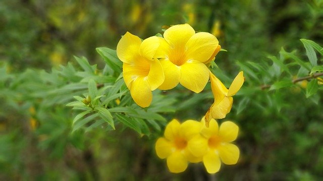 Скачать бесплатно Botanical Garden Nature Floral - бесплатное фото или изображение для редактирования с помощью онлайн-редактора GIMP