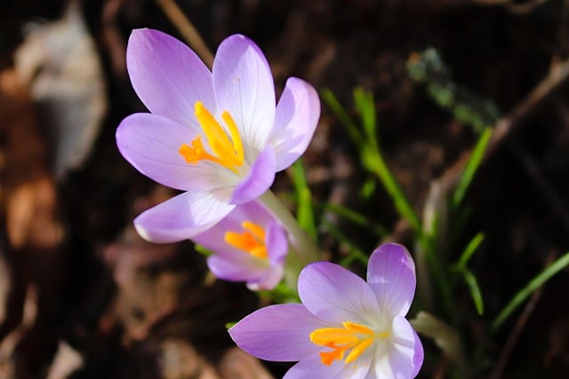 Free download botany flower crocus blossom bloom free picture to be edited with GIMP free online image editor