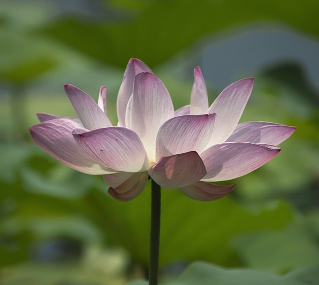 Free download botany flower lotus blooming lotus free picture to be edited with GIMP free online image editor