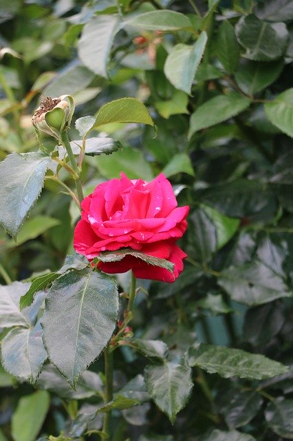 Скачать бесплатно Botany Flower Pink - бесплатную фотографию или картинку для редактирования с помощью онлайн-редактора изображений GIMP