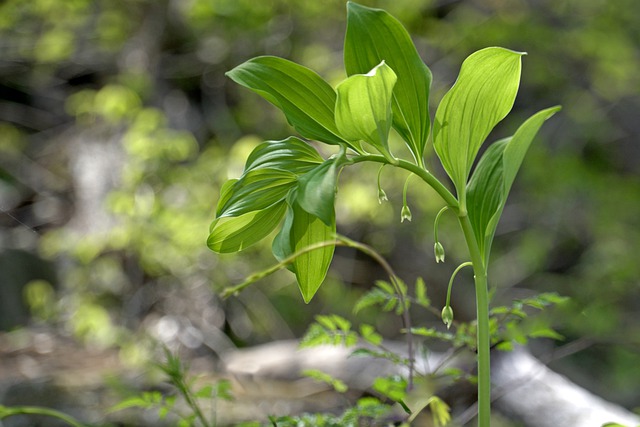 Free graphic botany growth plant leaves foliage to be edited by GIMP free image editor by OffiDocs