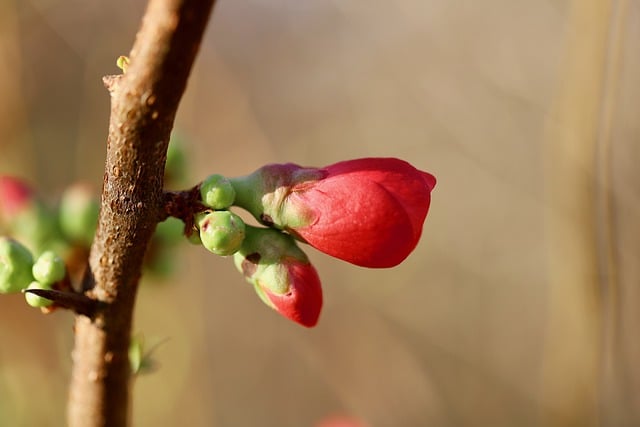 تحميل مجاني لعلم النبات طبيعة نمو النبات صورة مجانية ليتم تحريرها باستخدام محرر الصور المجاني على الإنترنت GIMP
