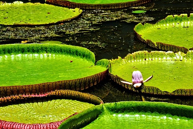 ດາວໂຫຼດຟຣີ Botany Plant Flower Water - ຮູບພາບຫຼືຮູບພາບທີ່ບໍ່ເສຍຄ່າເພື່ອແກ້ໄຂດ້ວຍບັນນາທິການຮູບພາບອອນໄລນ໌ GIMP