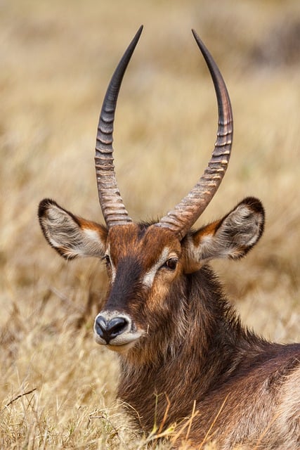 Free download botswana bovidae free picture to be edited with GIMP free online image editor