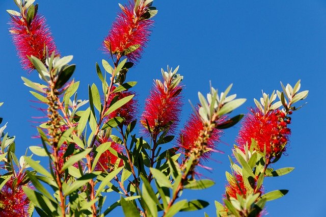 Free download Bottlebrush Flower Plant -  free photo or picture to be edited with GIMP online image editor