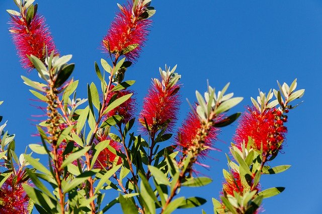 Descărcare gratuită Bottlebrush Flower Plant - fotografie sau imagini gratuite pentru a fi editate cu editorul de imagini online GIMP