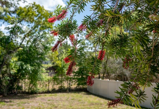 Free download Bottle Brush Flowers Yard Florida -  free photo or picture to be edited with GIMP online image editor