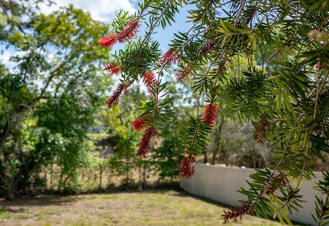 Kostenloser Download Bottle Brush Flowers Yard Florida - kostenloses Foto oder Bild zur Bearbeitung mit GIMP Online-Bildbearbeitung