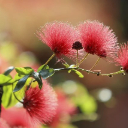 BOTTLE BRUSH THEME  screen for extension Chrome web store in OffiDocs Chromium