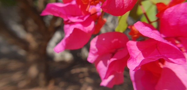 Free picture Bougainvilia Red Flowers Nature -  to be edited by GIMP free image editor by OffiDocs