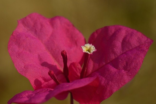 Free download bougainvillea bougainville free picture to be edited with GIMP free online image editor
