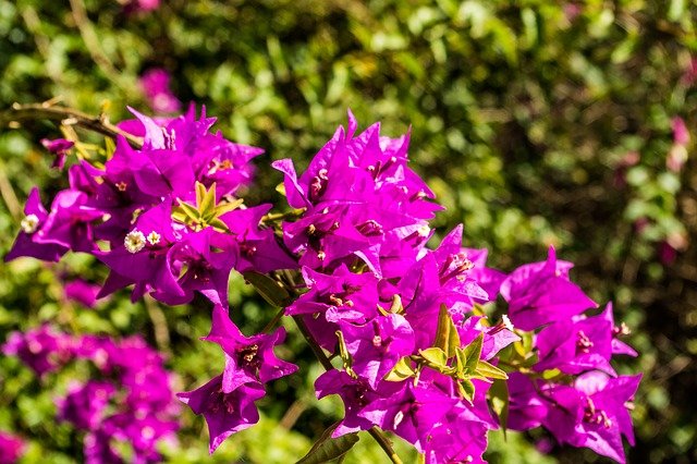 Free download bougainvillea bougainville flower free picture to be edited with GIMP free online image editor