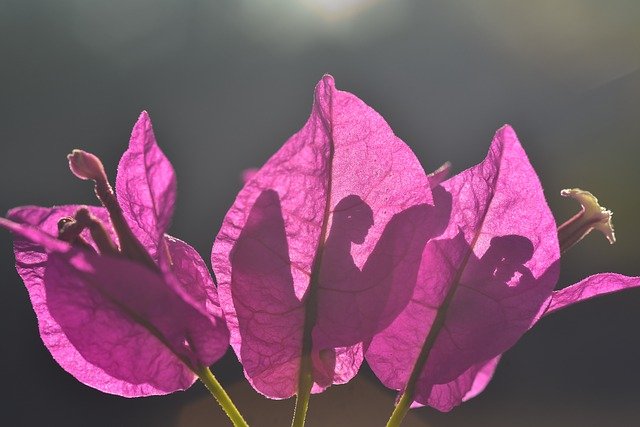 Free download bougainvillea flower blossom bloom free picture to be edited with GIMP free online image editor