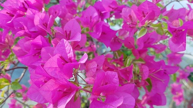 Free download Bougainvillea Flower Nature -  free photo or picture to be edited with GIMP online image editor