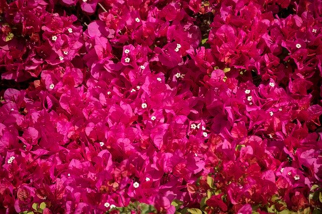Descărcare gratuită Bougainvillea Flowers Bloom - fotografie sau imagini gratuite pentru a fi editate cu editorul de imagini online GIMP