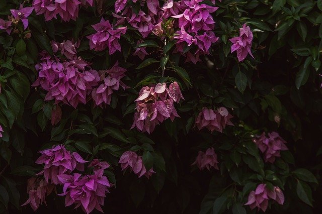 Download gratuito Bougainvillea Flowers Nature - foto o immagine gratuita da modificare con l'editor di immagini online di GIMP