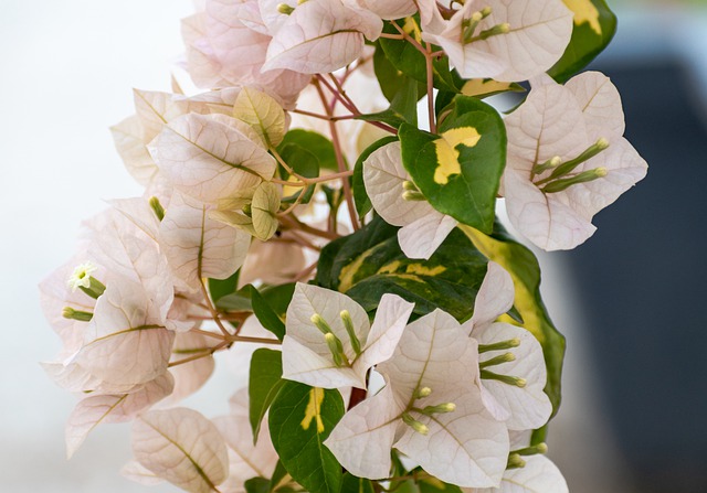 Free download Bougainvillea Flowers Plant -  free photo or picture to be edited with GIMP online image editor