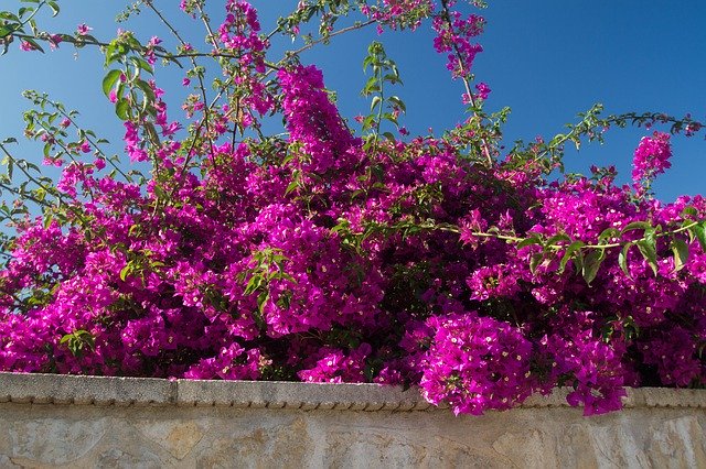 Kostenloser Download Bougainvilleas Strauch Natur - kostenloses Foto oder Bild zur Bearbeitung mit GIMP Online-Bildbearbeitung