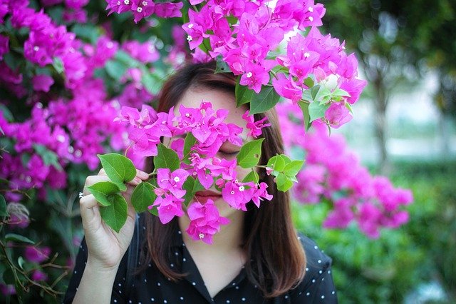 무료 다운로드 Bougainvillea Triple Flower - 무료 사진 또는 김프 온라인 이미지 편집기로 편집할 수 있는 사진