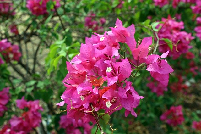 Download gratuito Bouganvilla Summer Bougainvillea: foto o immagine gratuita da modificare con l'editor di immagini online GIMP