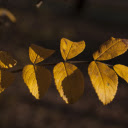 Bough  screen for extension Chrome web store in OffiDocs Chromium