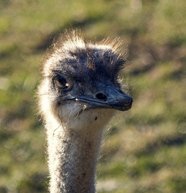 Bezpłatne pobieranie Bouquet Bird Animal - darmowe zdjęcie lub obraz do edycji za pomocą internetowego edytora obrazów GIMP